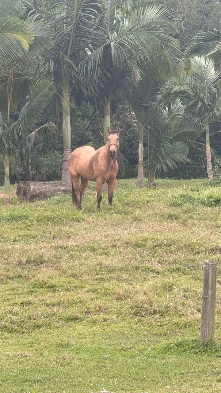 Cavalo quarto de milha  - Foto 5