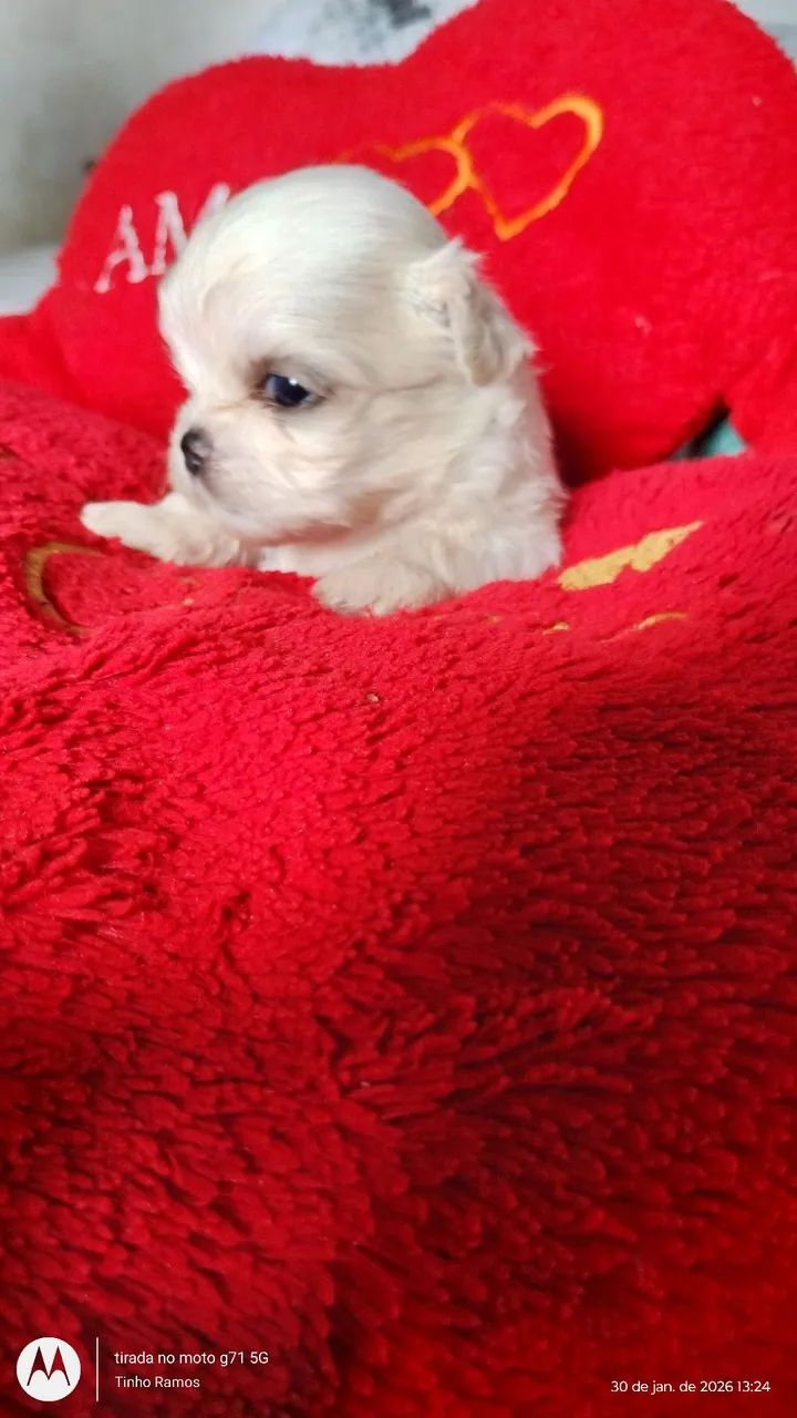 LINDOS FILHOTES DE SHITZU 