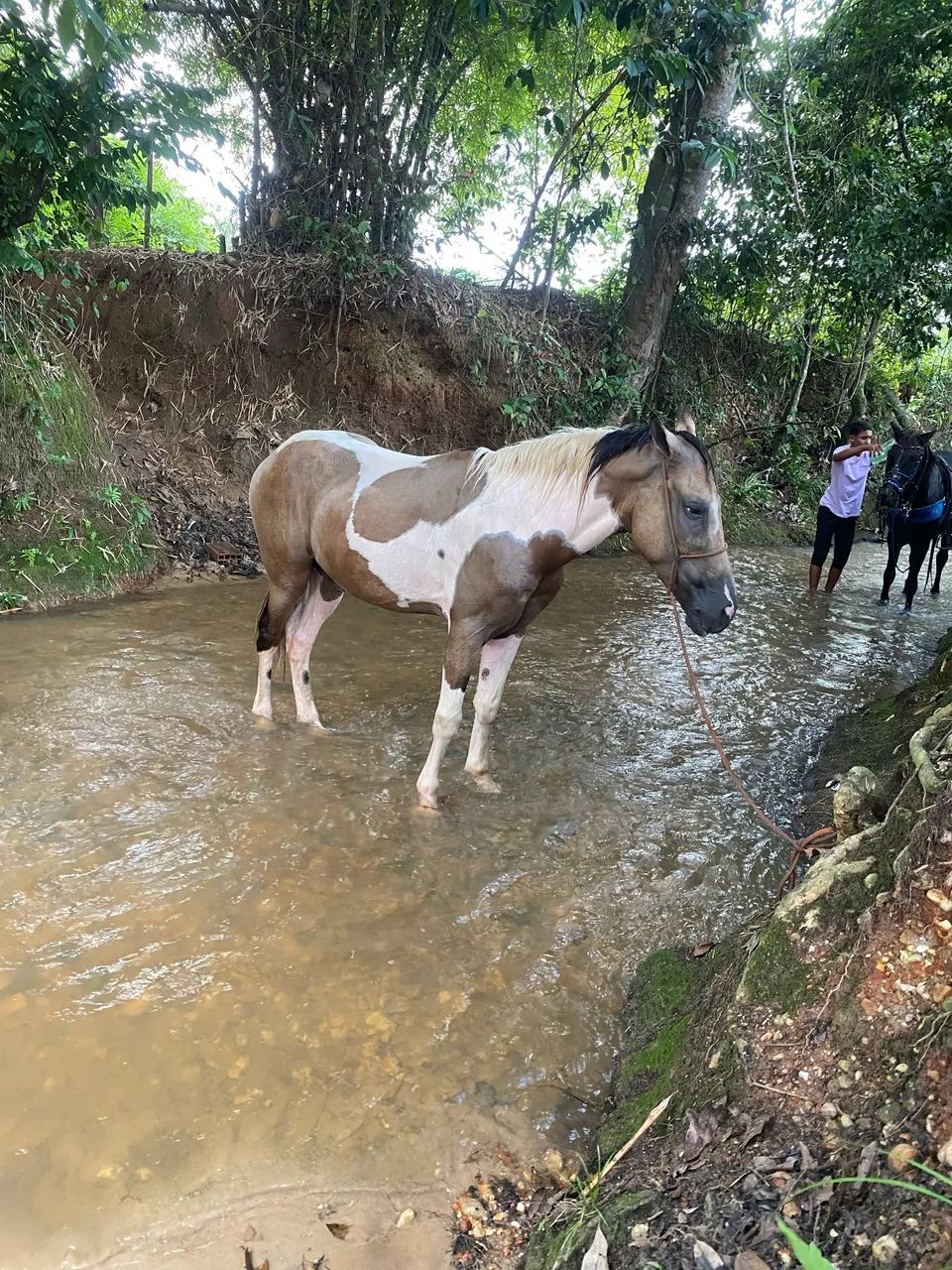 Cavalo top - Foto 2