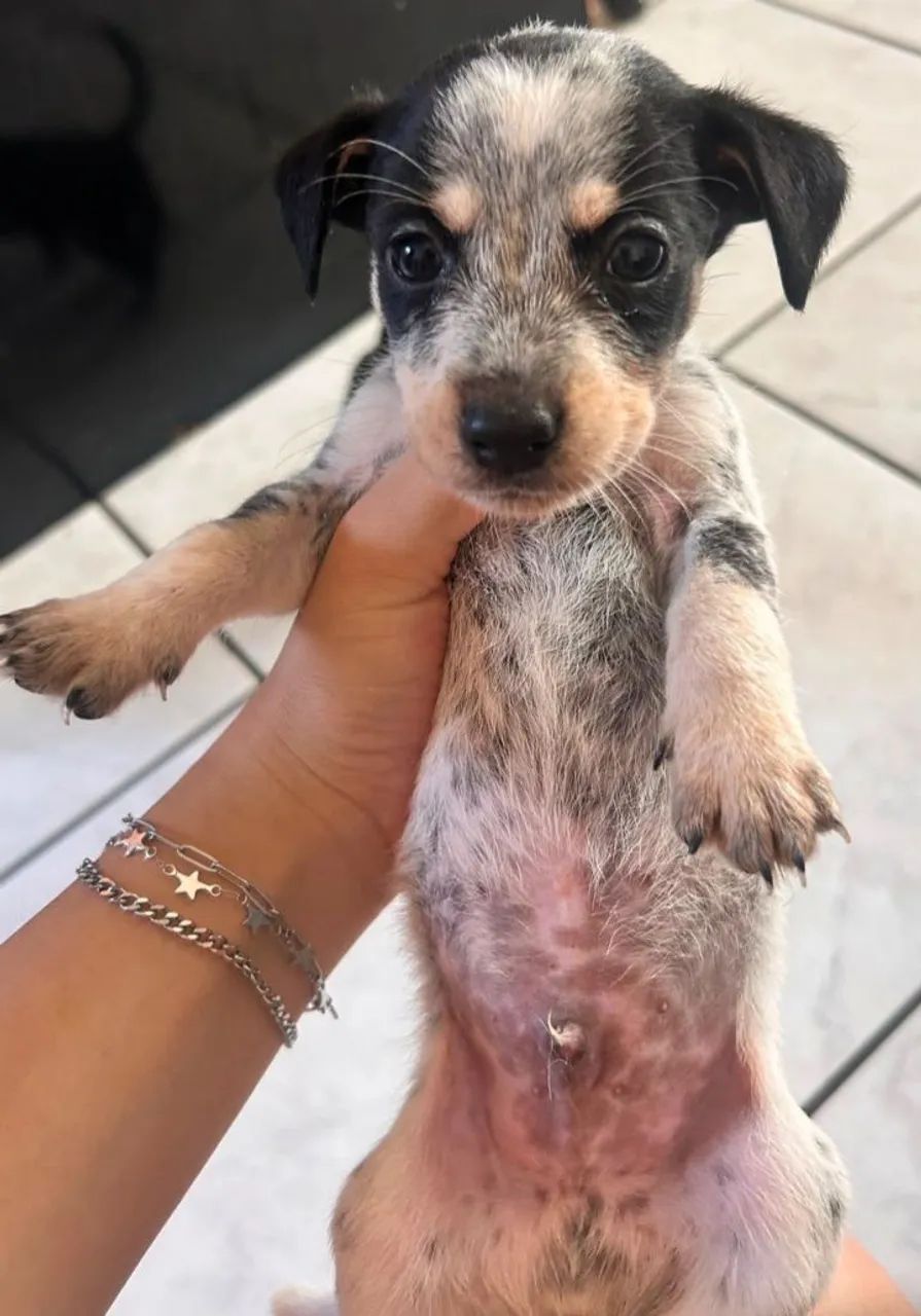 Adoção de animais  - Foto 2