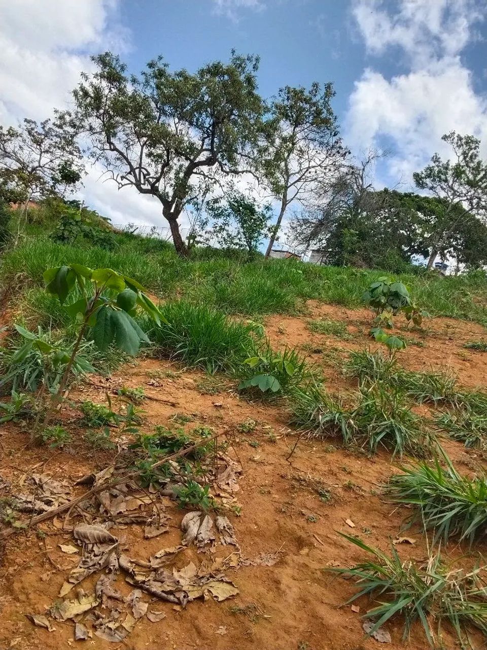 Terreno