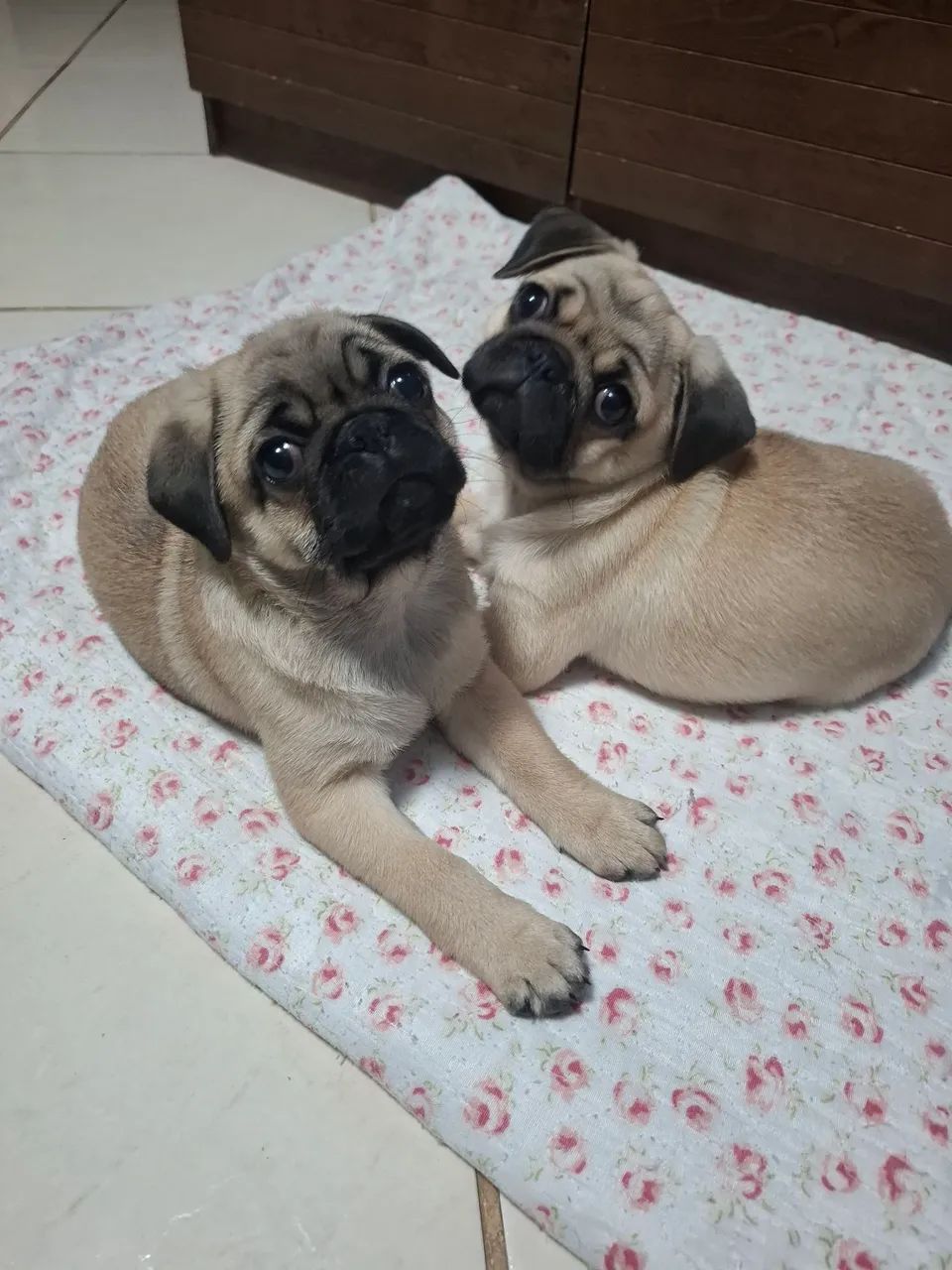 Filhote pug  - Foto 2