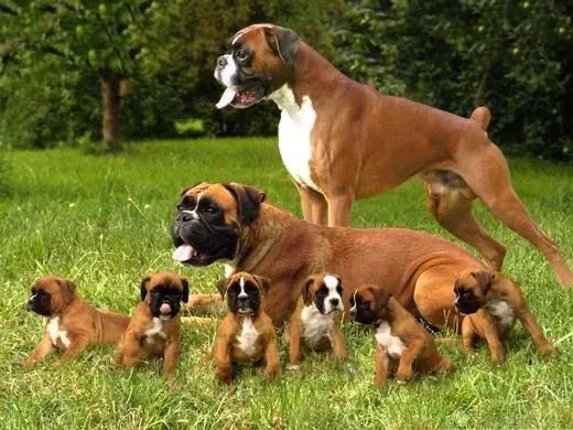 Boxer  megas 