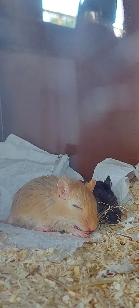 Dupla Gerbil - Foto 2
