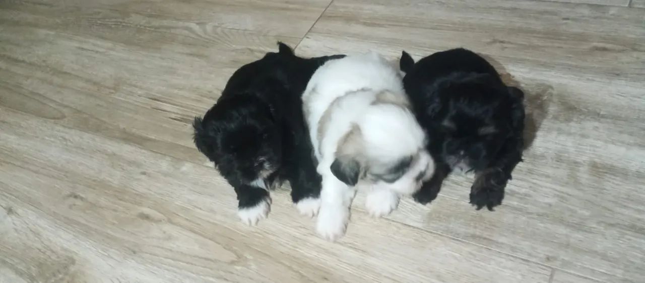 Vendo lindos filhotes de shituzz  - Foto 2