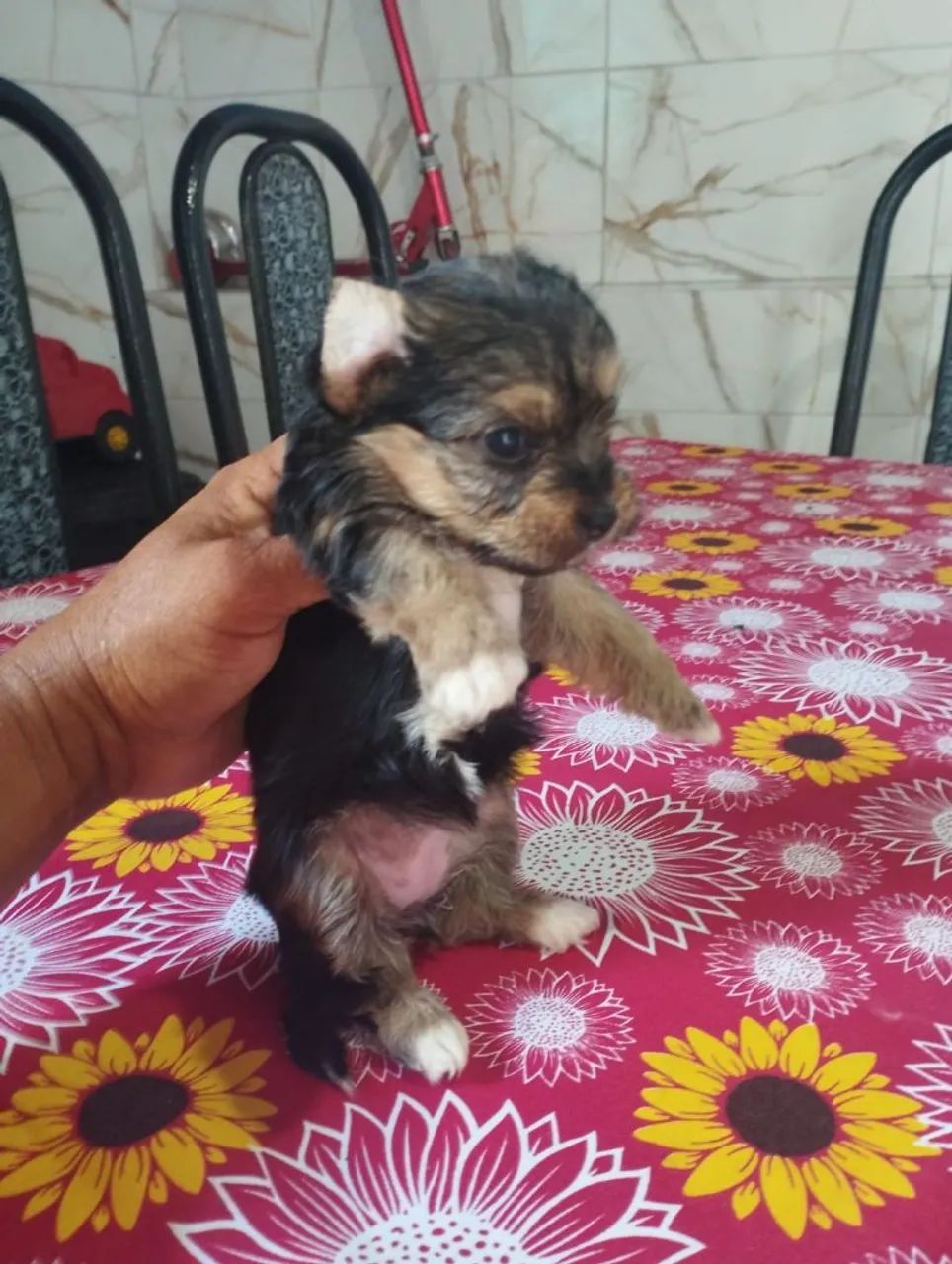 Vende se cães  - Foto 5