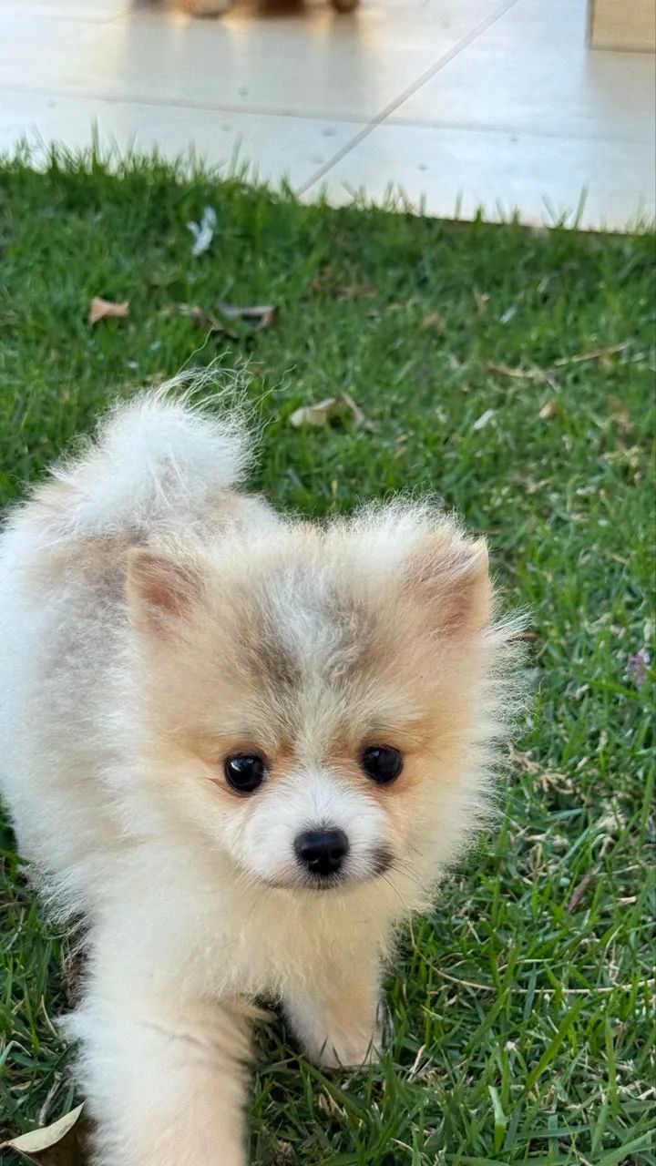 Spitz alemão  - Foto 3