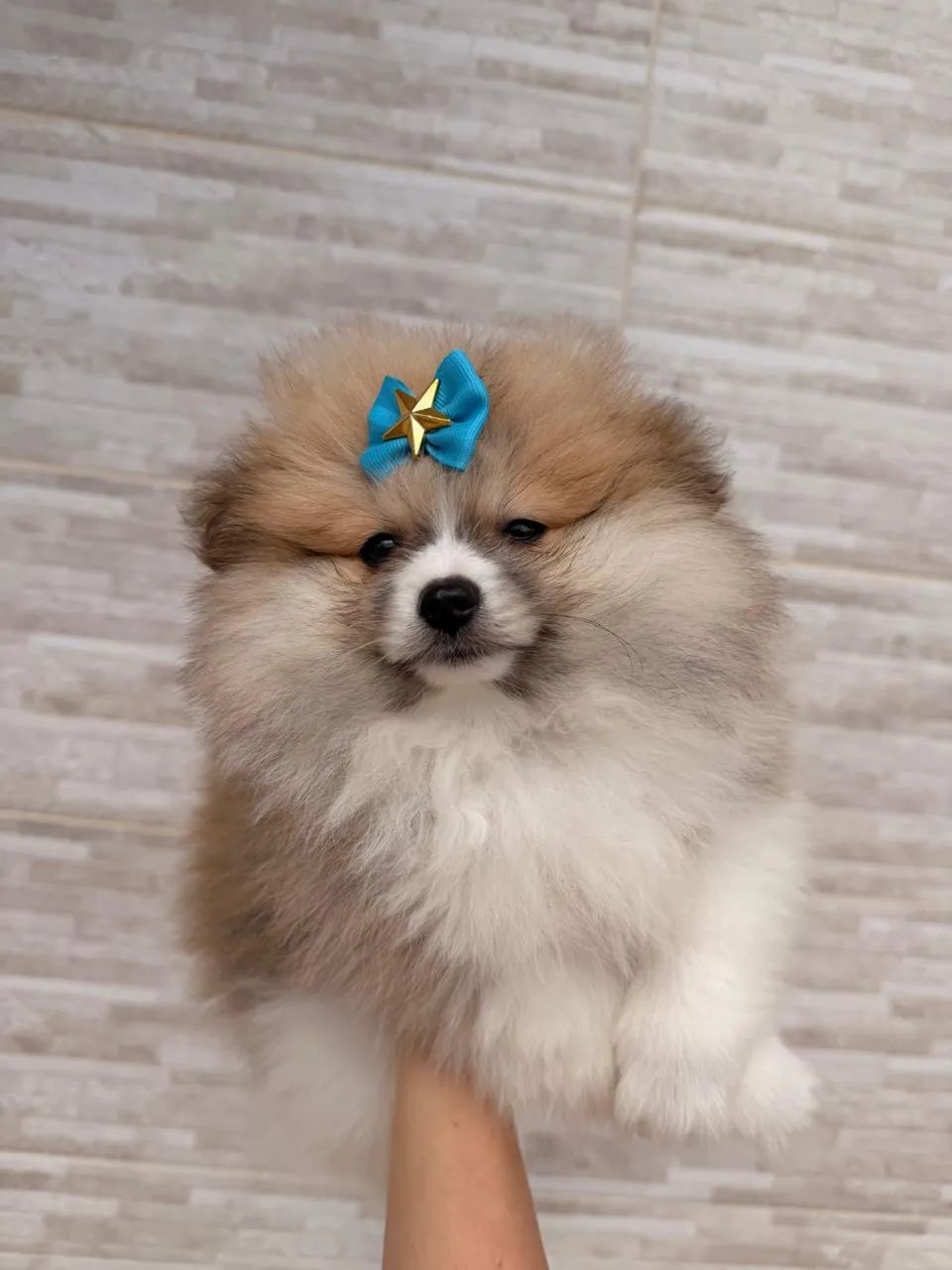 Spitz alemão  - Foto 3