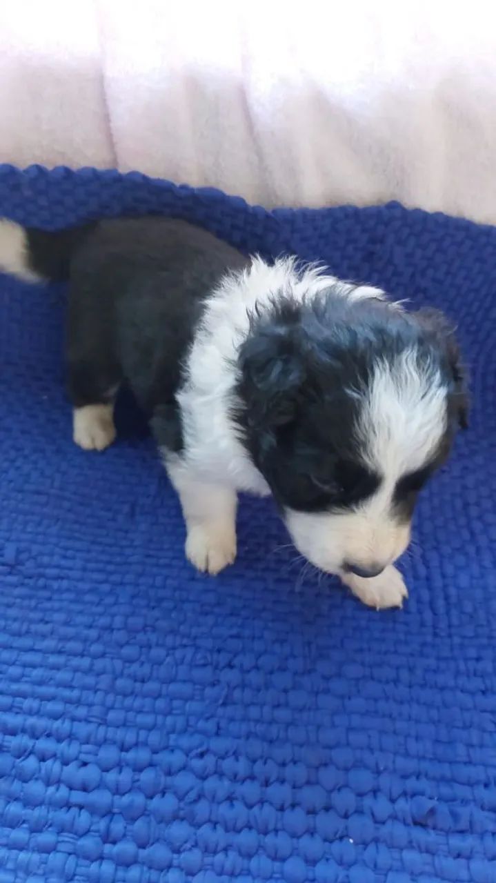 Border collie  - Foto 5