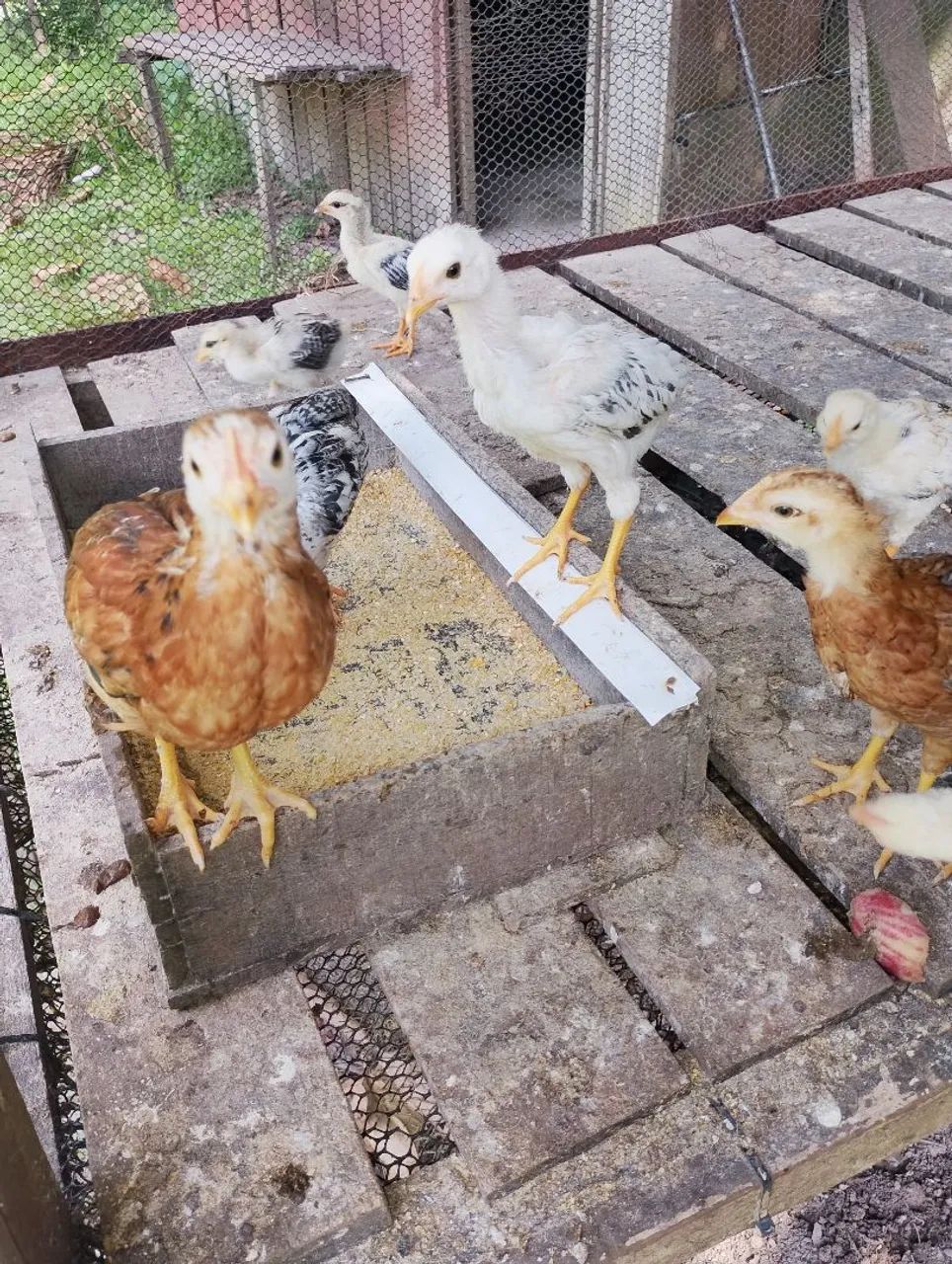 Galinhas galos e pintos 