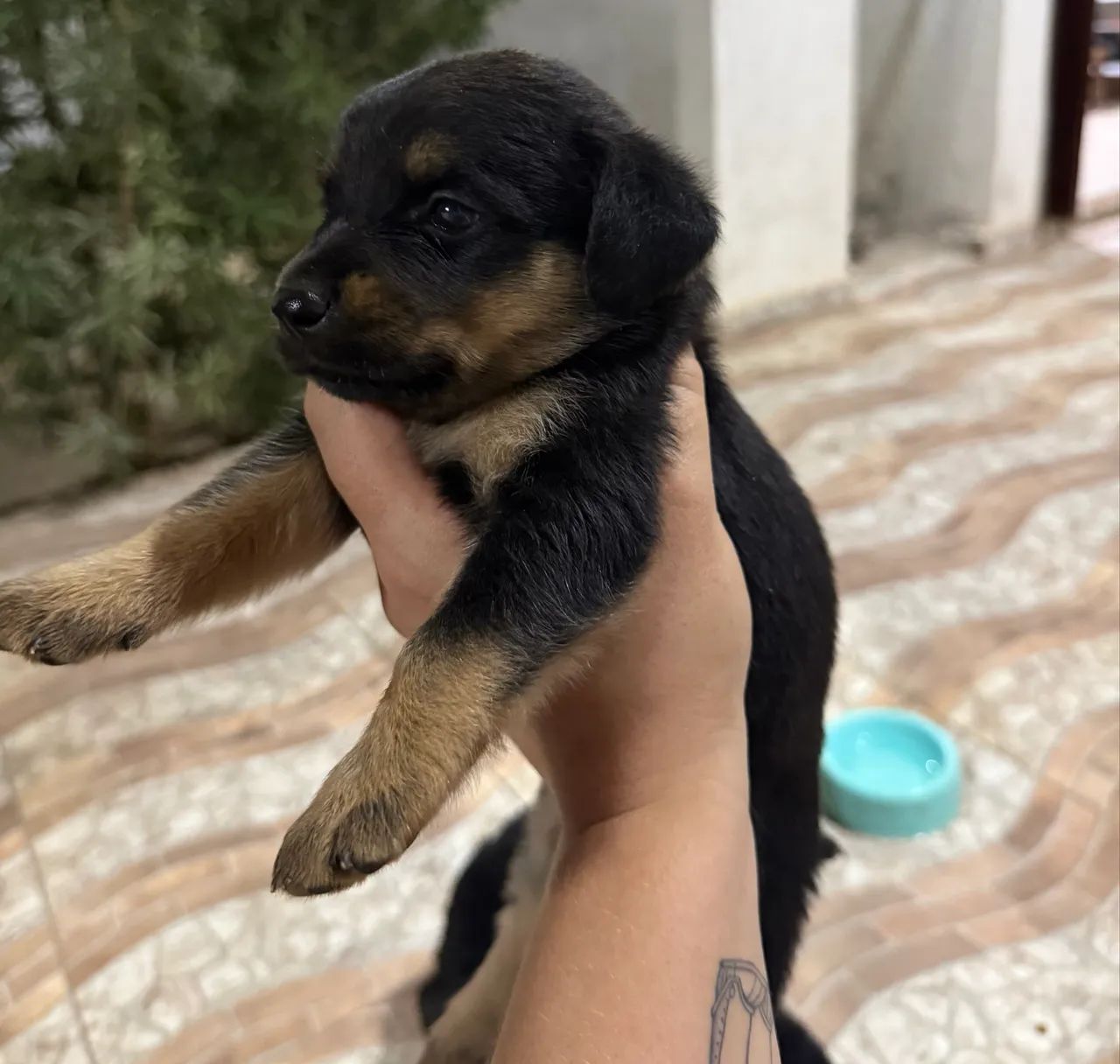 Filhote de rottweiler 