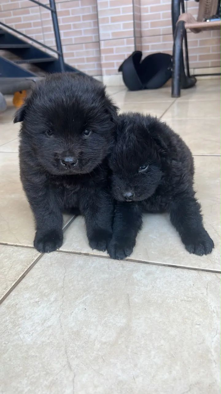 Chow chow  - Foto 2