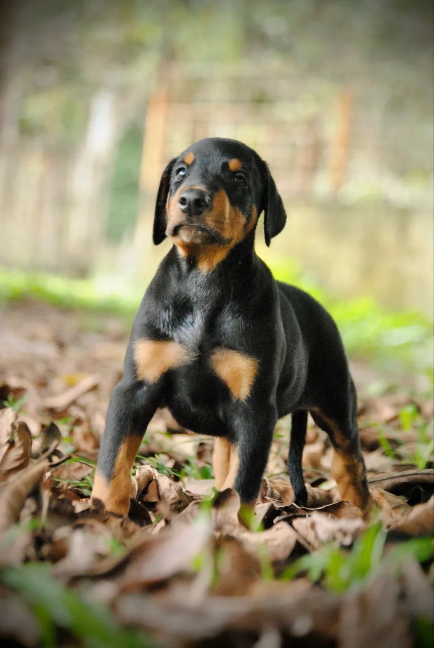 Doberman  - Foto 2