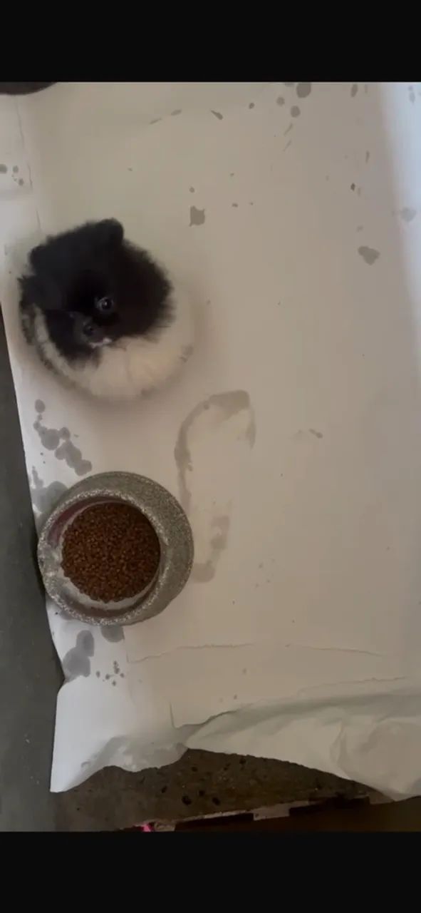 Spitz  - Foto 3