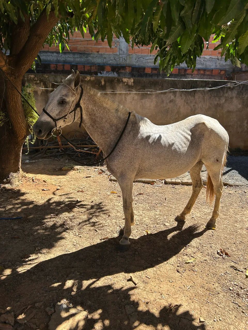 Égua registrada boa pra tirar cria  - Foto 4