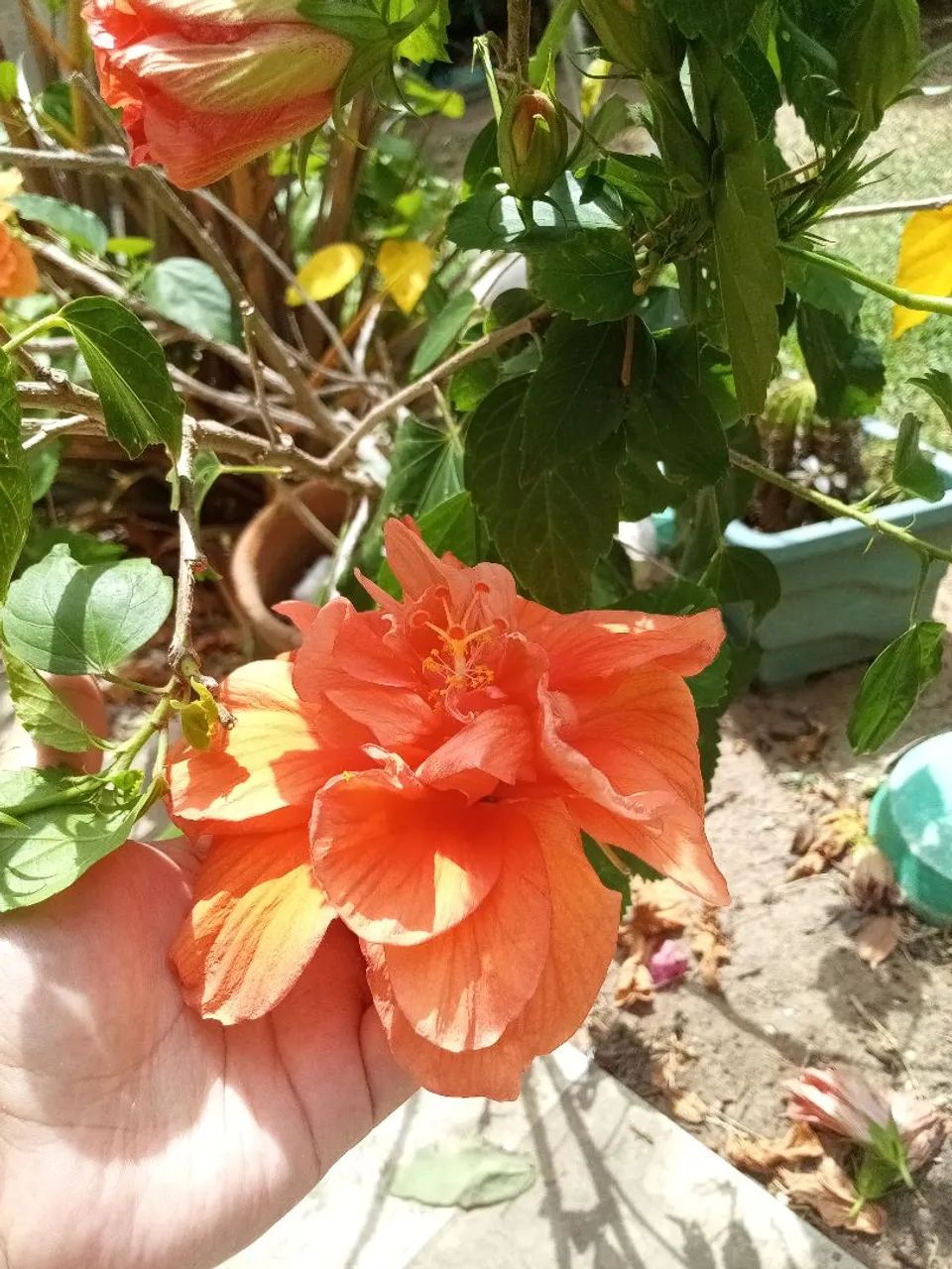 Muda de hibisco  - Foto 2