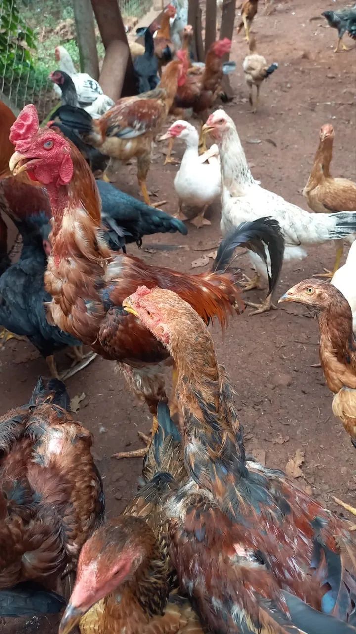 Frango caipira  - Foto 2