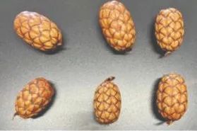 Compro sementes nativas - Foto 2