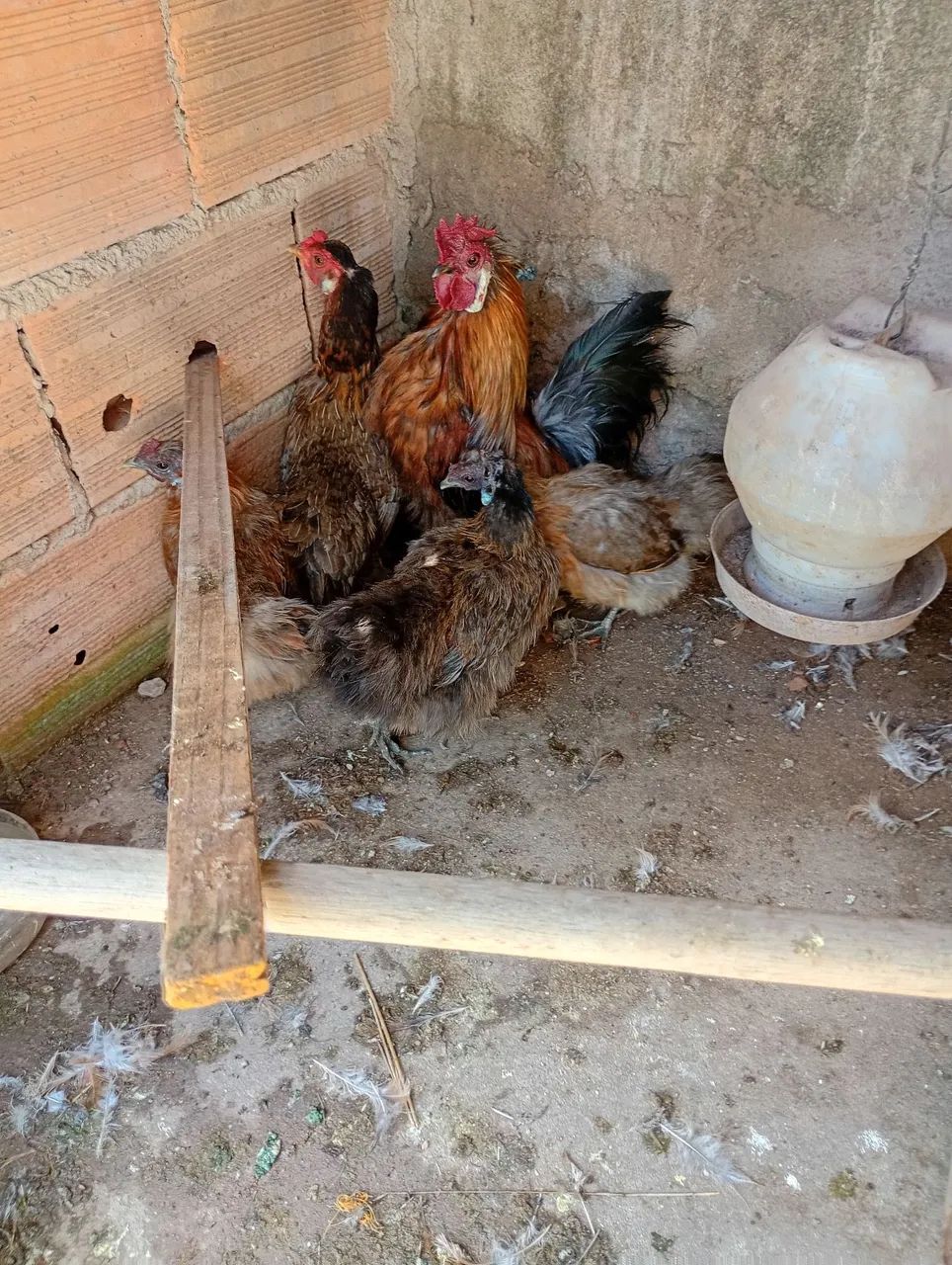 Galinhas sedosas - Foto 5