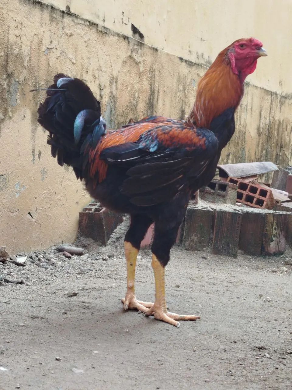 Índio gigante  - Foto 3