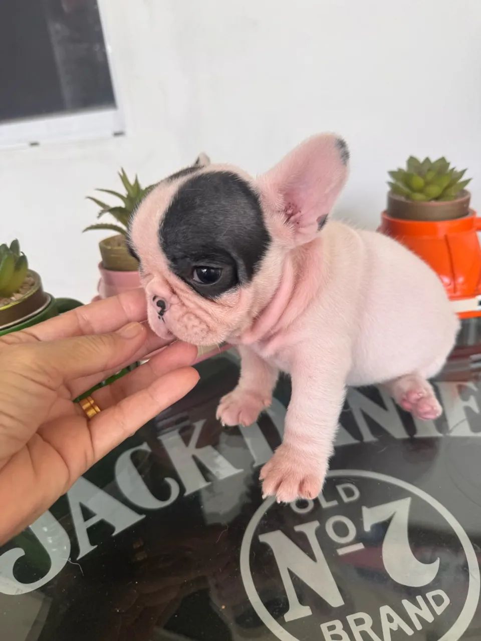 Buldogue Francês  - Foto 3
