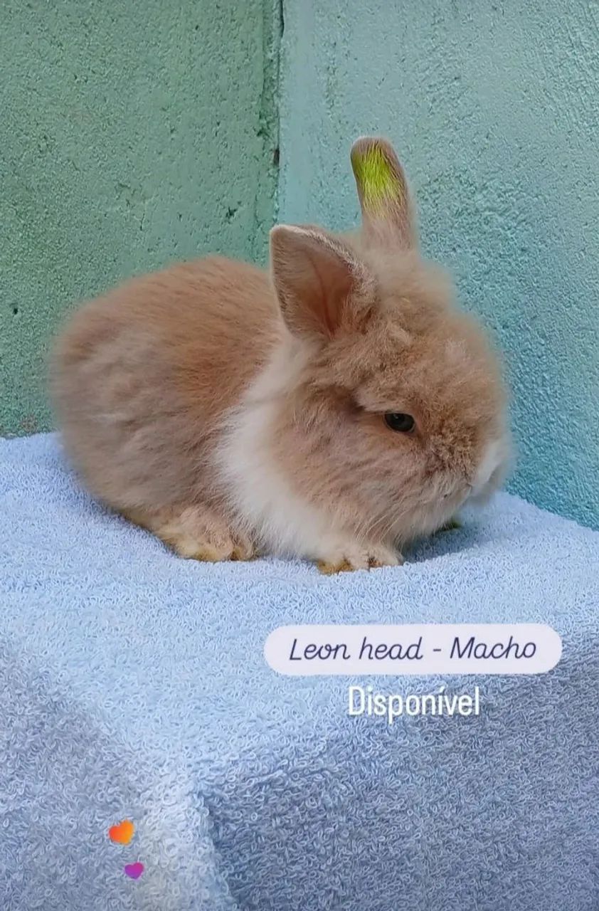 Filhotes de coelhos - Foto 3