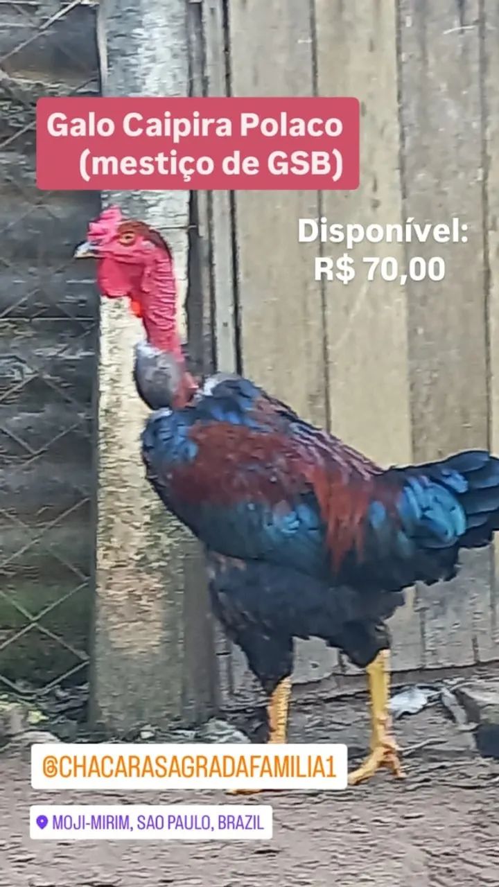 Galo Polaco mestiço de GSB