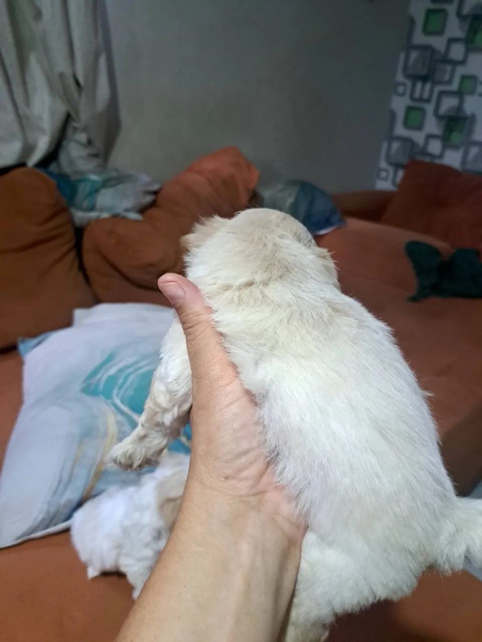 Lhasa apso  - Foto 2
