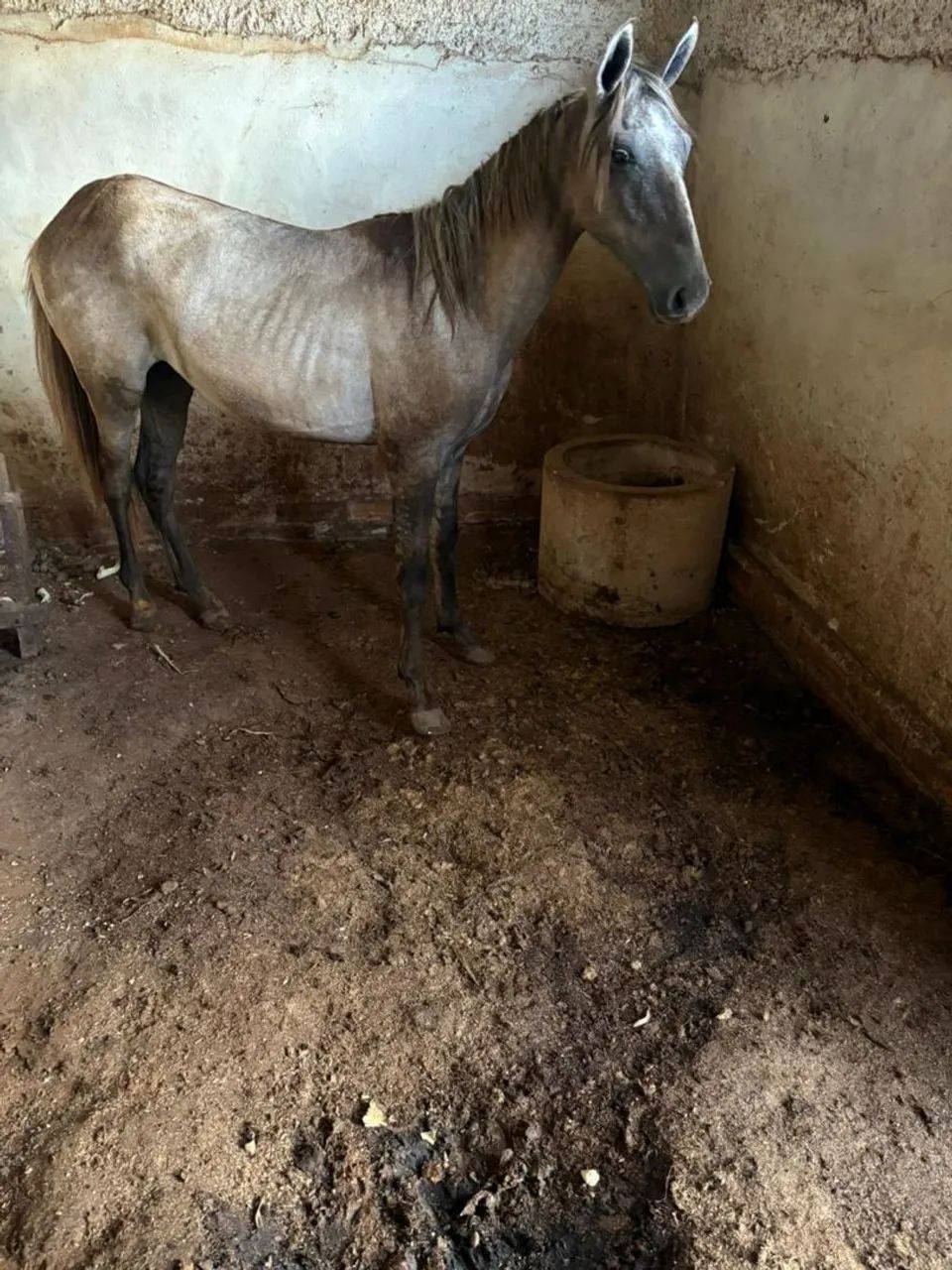 Potro mangalarga  - Foto 3