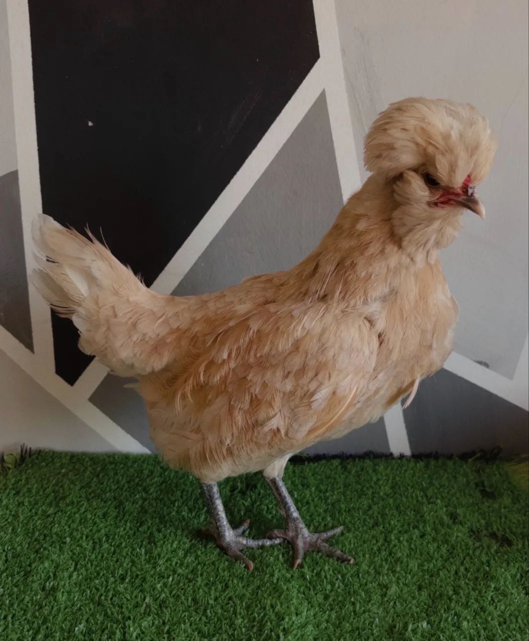 Galinha polonesa - Foto 4