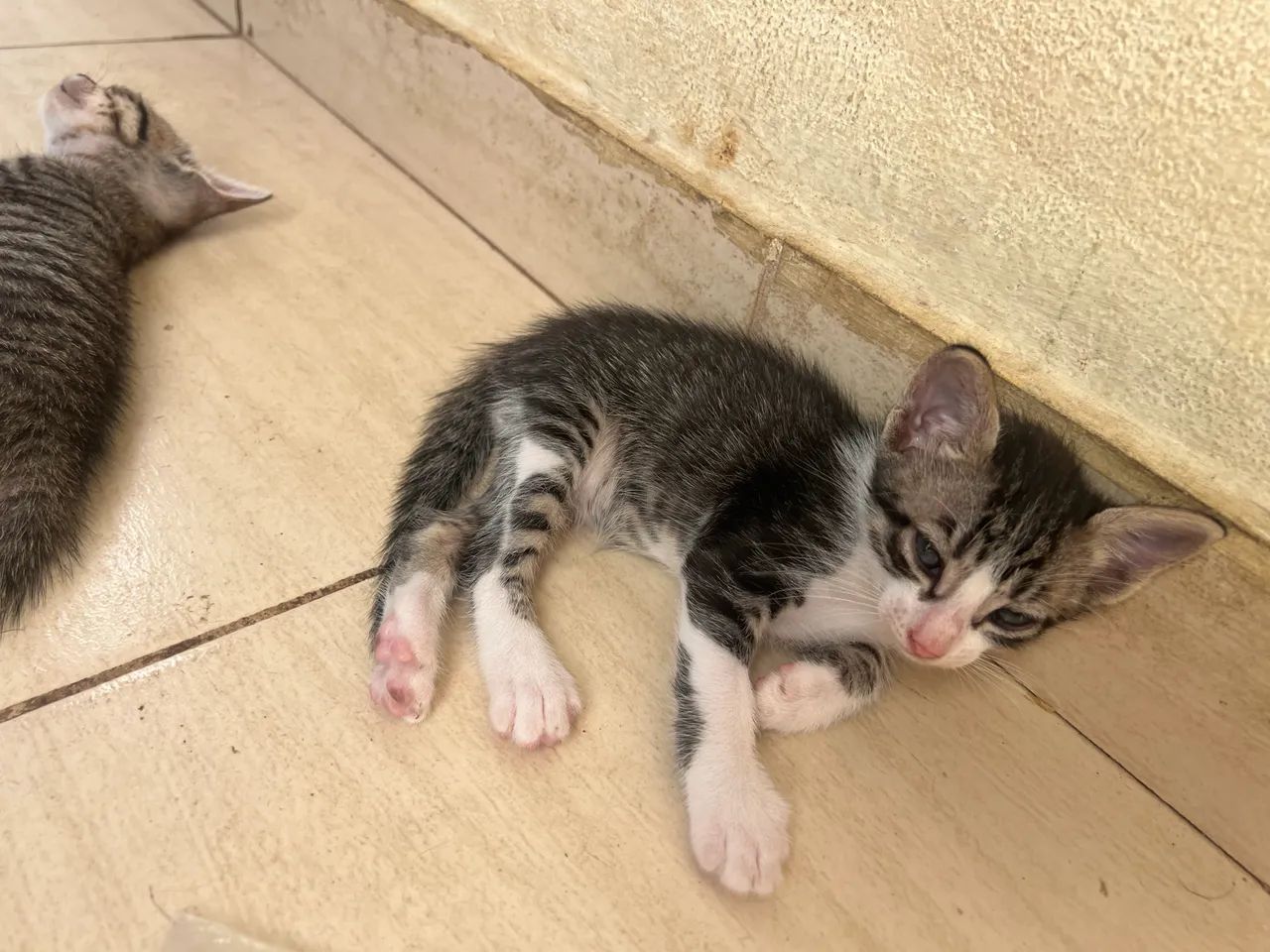 Gatinhos  - Foto 5
