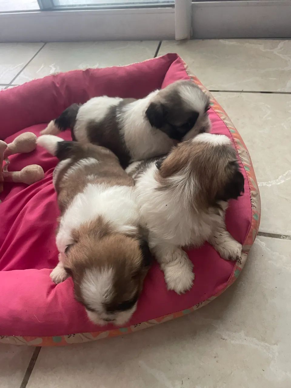 Shitzu  - Foto 3