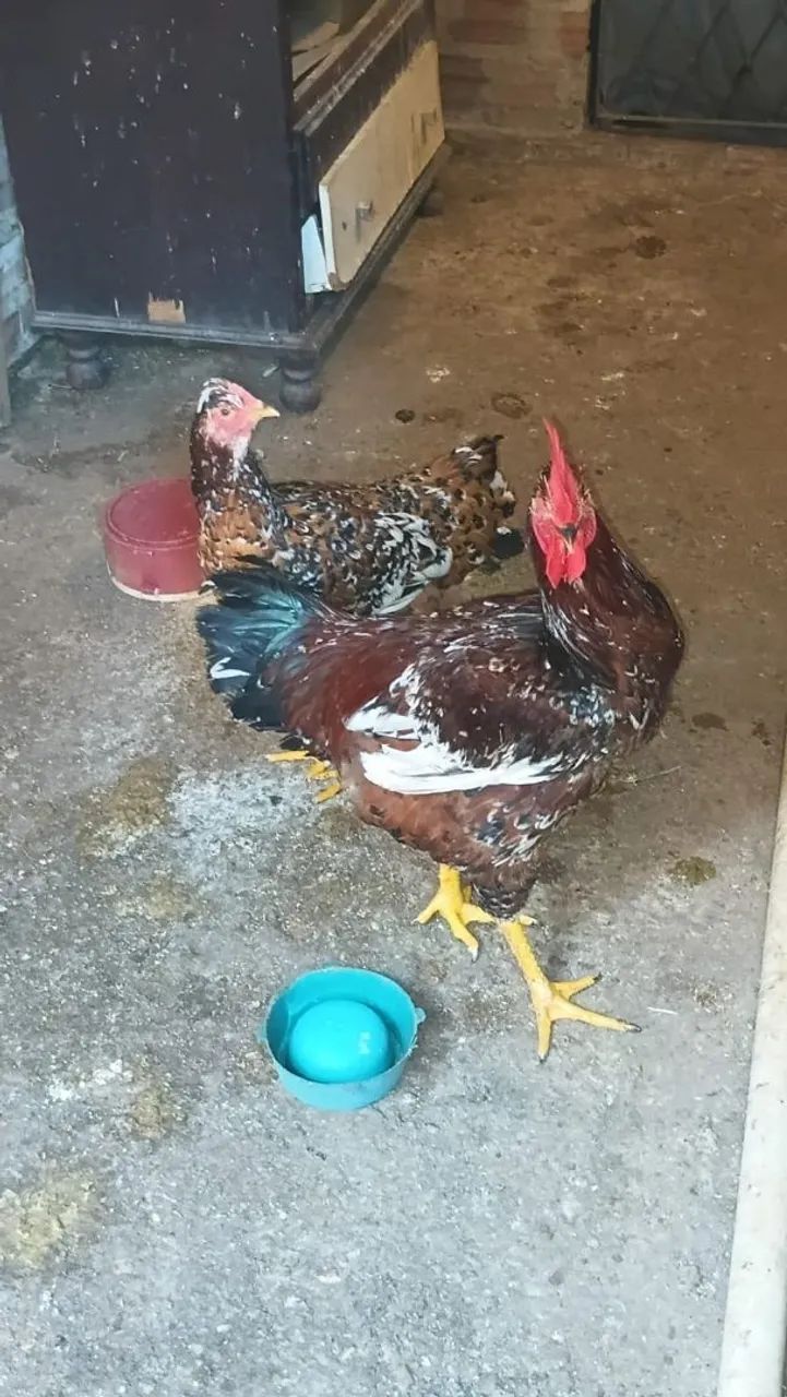 GSB Chicken Couple Balloon