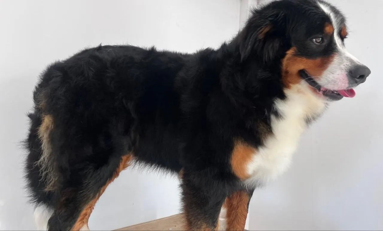 Bernese adulta