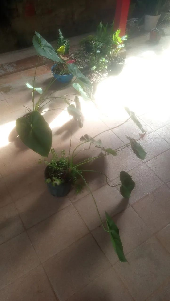 Anthurium andreanum pink - Foto 4