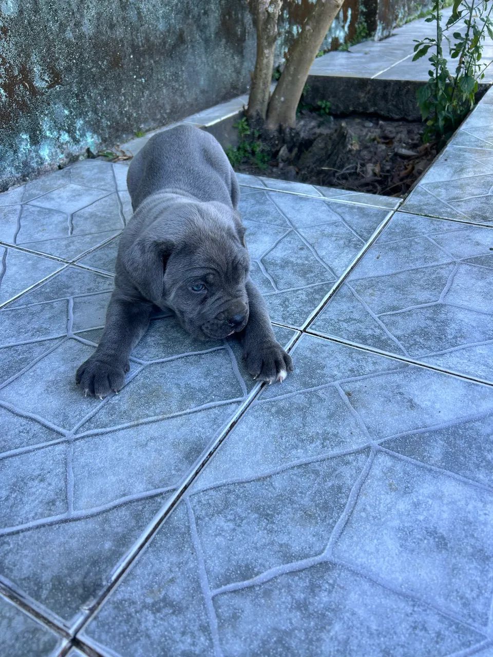 Filhotes Cane Corso Italiano - Foto 3