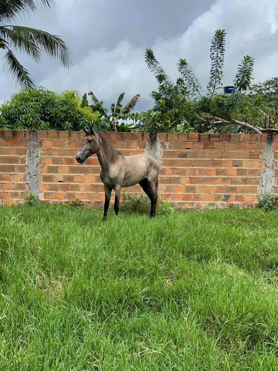 Cavalo de marcha picada 