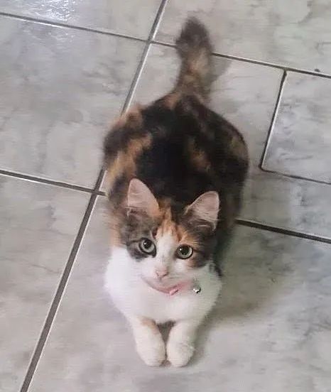 Gata castrada, 10 meses