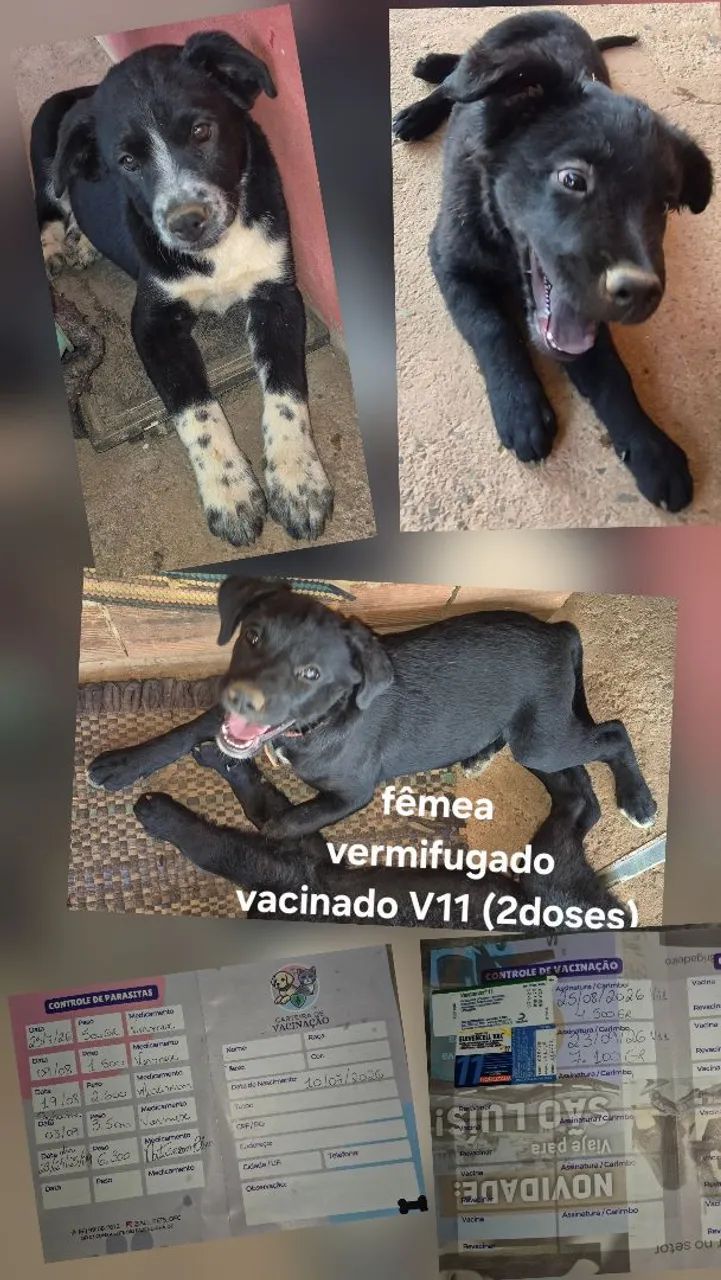 Adoção 