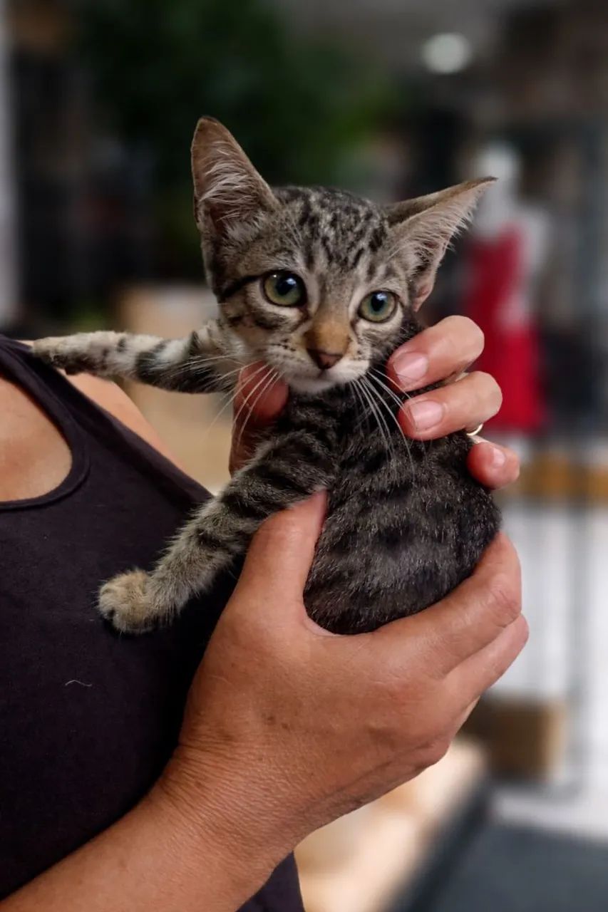 Gata tabby para adoção
