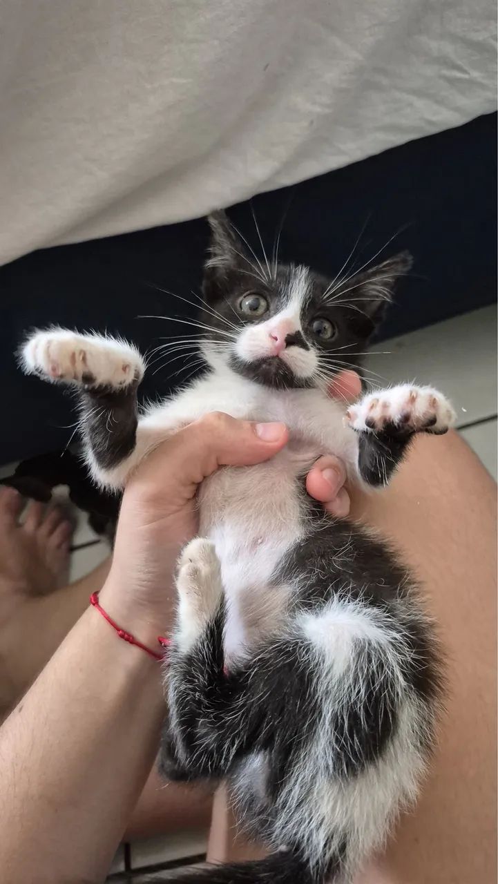 ADOTE UM GATO - Gatas para adoção  - Foto 4