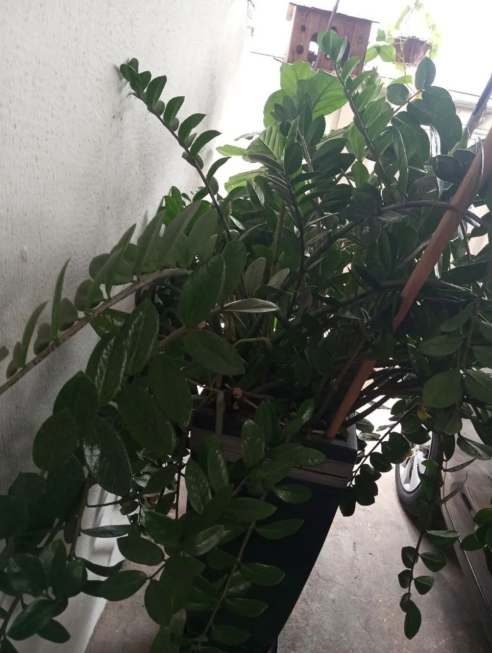 Vaso de plantas 