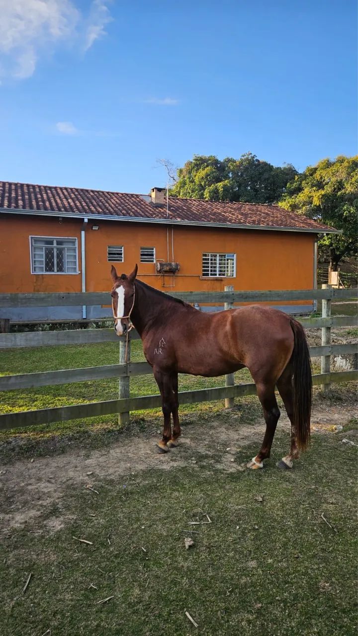 Égua MM - Foto 2