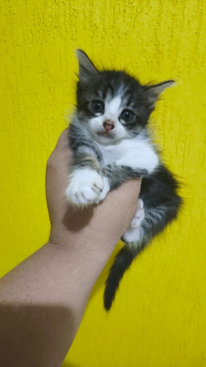 Doação Solidária! Gatinhos para adoção, duas fêmeas, com 2 meses de vida.  - Foto 3