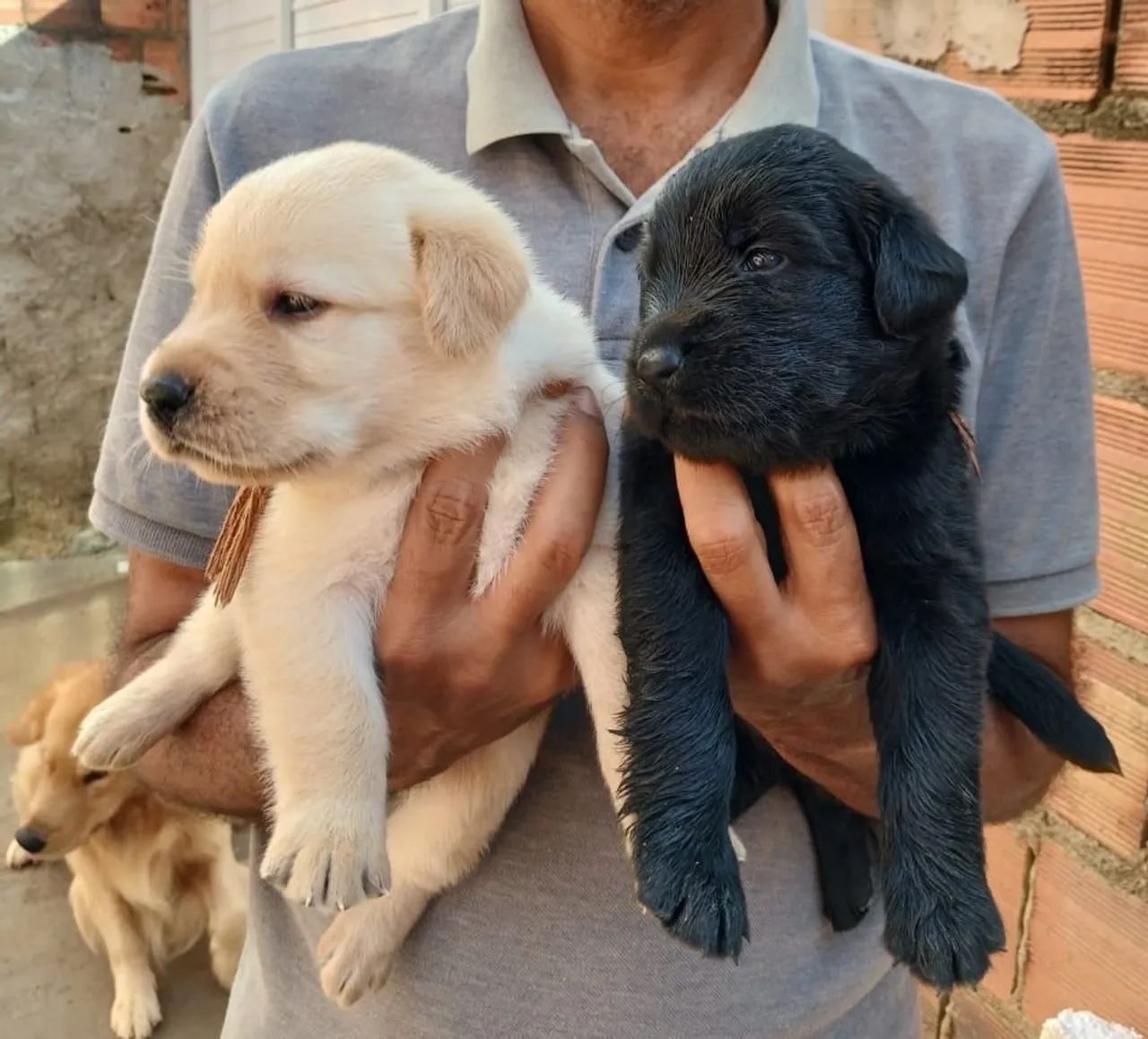 Filhotes de Golden com labrador  - Foto 3