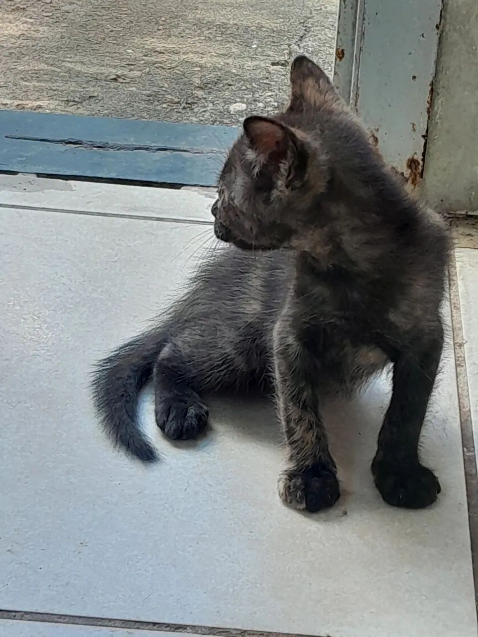 Doação Gatinhos - Foto 3