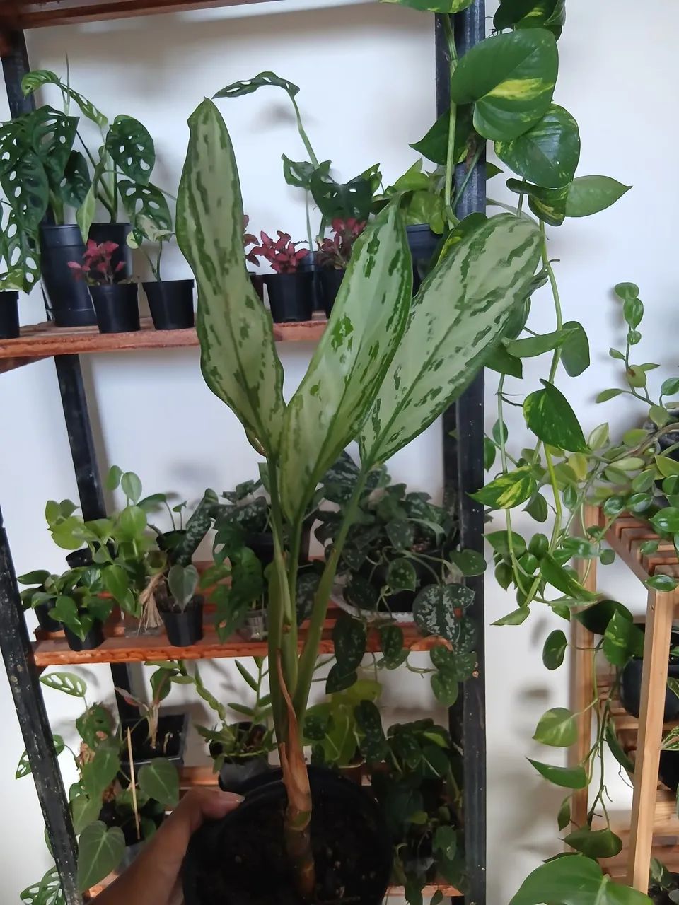 Plantas - Foto 3