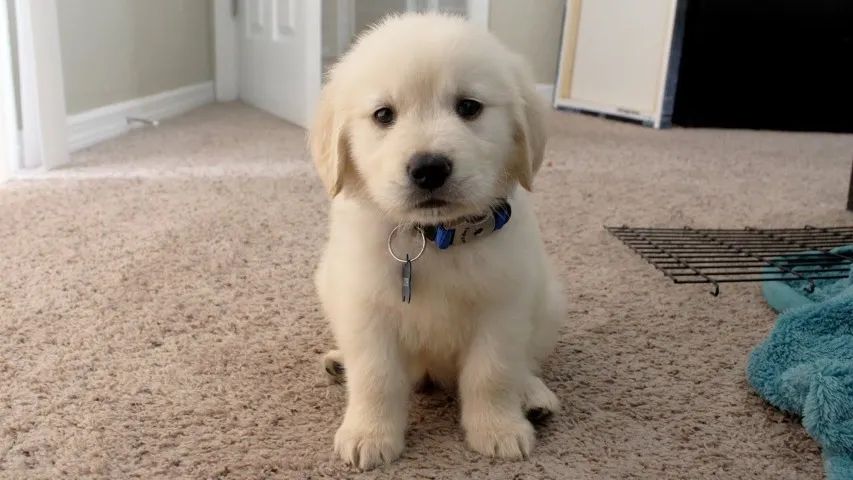 Golden Retriever Com Pedigree CBKC, Temperamento Tranquilo