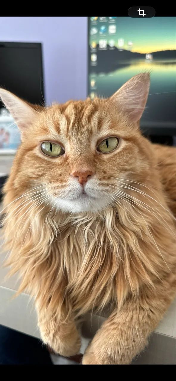 Doa-se gatos