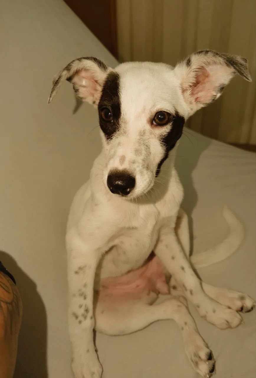 Cachorrinha - Foto 5